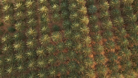 palm tree plantation - aerial top down view