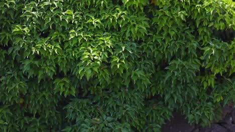 slow-motion-video-of-green-leaves-on-the-wall-built-in-black-rocks