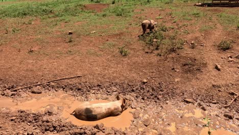 pig wallows happily in a muddy puddle