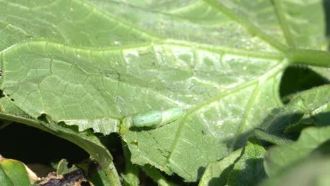 4K-Green-cabbage-worm-caterpillar-chewing-up-leaves-in-a-vegetable-garden