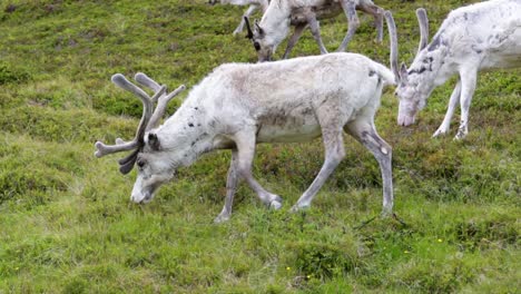 Reindeer