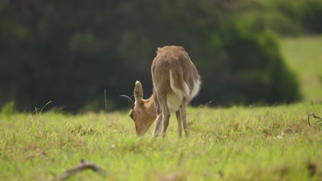 mountain reedbuck antelope slowly lays down on grass in golden hour meadow