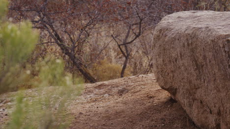 Lobo-Saliendo-Del-Marco-Inferior-En-Cámara-Lenta