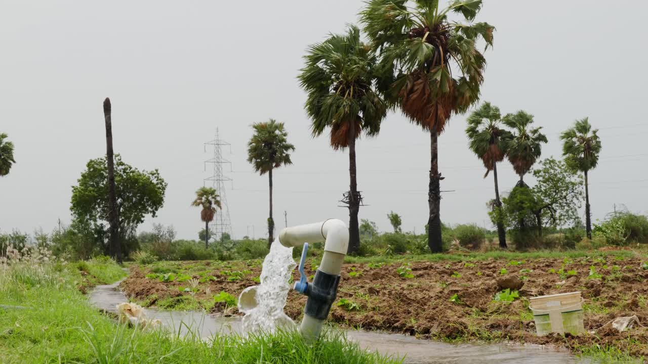 palm trees with ground water, and sky, day time, low angle, stable shot, 4k.