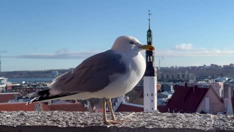 Gaviotas-Curiosas-Mirando-La-Cámara-En-El-Encantador-Casco-Antiguo-De-Tallin,-Estonia