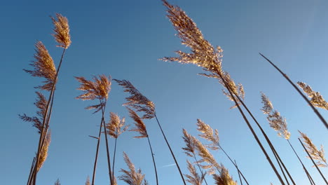 Trockene-Schilflandschaft-Im-Wintersonnenuntergang,-Niedriger-Betrachtungswinkel