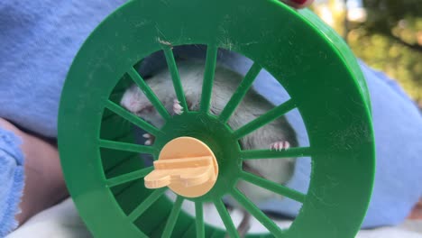 hamster in a green wheel