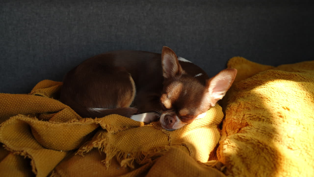 Peaceful brown chihuahua dog napping comfortably on soft yellow blanket, basking in warm sunlight and enjoying quiet moment of relaxation at home