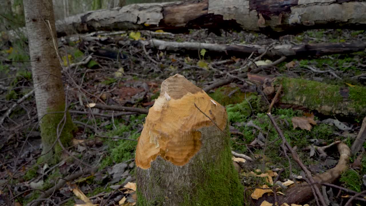 tocón de árbol roído por el castor en el bosque nórdico húmedo - grúa hacia abajo de cerca