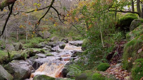 A-serene-autumn-and-winter-forest,-a-meandering-stream-beside-the-riverbank,-golden-oak-trees,-and-bronze-leaves-falling