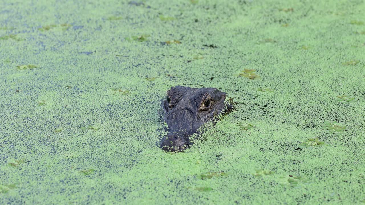 Pantanal alligator covered by aquatic vegetation, in the middle of vegetation, in the Pantanal, Brazil