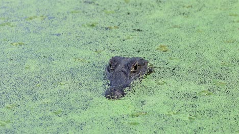 pantanal alligator covered by aquatic vegetation, in the middle of vegetation, in the pantanal, brazil