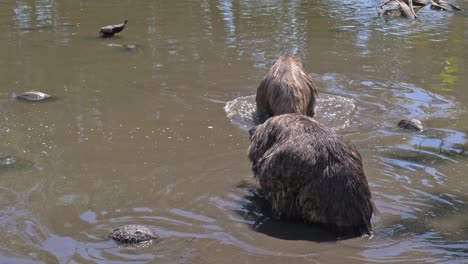 two emu birds walking in shallow water in queensland, australia