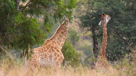 wild giraffes eating from trees in the bush, in south africa on a sunny day