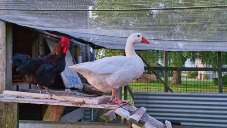 A white goose standing with a black rooster inside a fenced side of garden environment
