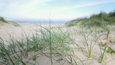 Dune-grasses-move-in-sea-breeze-at-Southwold-coastal-beach,-close-up