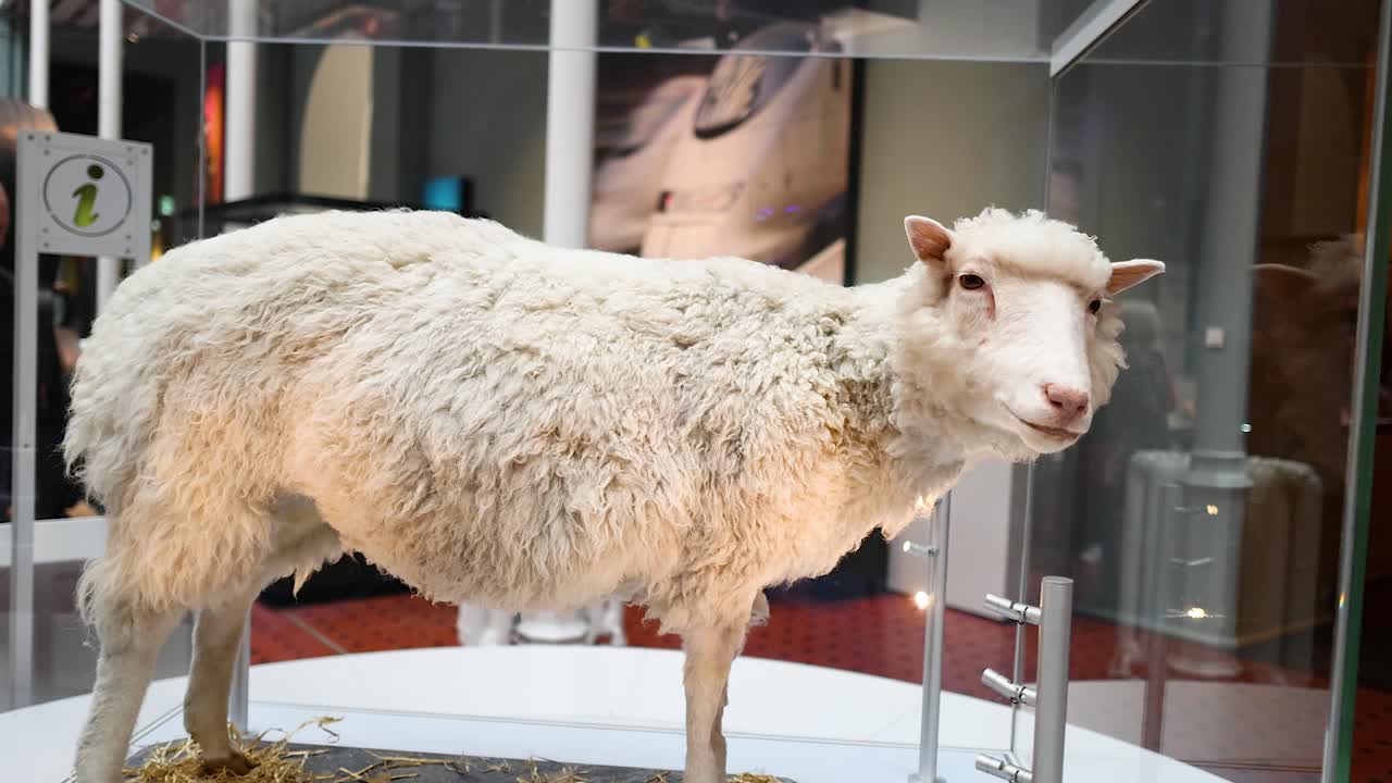 스코틀랜드 국립 박물관의 양 전시회