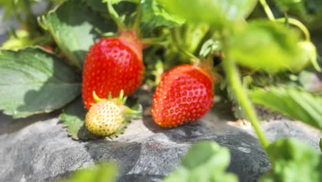 push in shot of fresh organic red ripe strawberries hanging on a bush, harvesting fruit farm strawberry bushes in the greenhouse, summer day