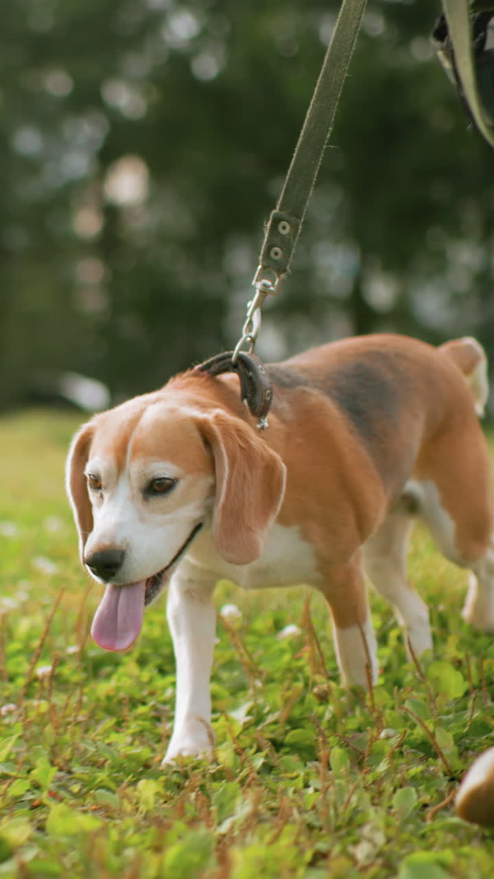 Beagle anziano che cammina al guinzaglio sull'erba verde di un parco, ansima con la lingua di fuori mentre annusa ed esplora. Il filmato amatoriale dell'animale domestico mostra il collare e la pettorina, il bokeh della luce solare, l'energia giocosa, cane da terapia