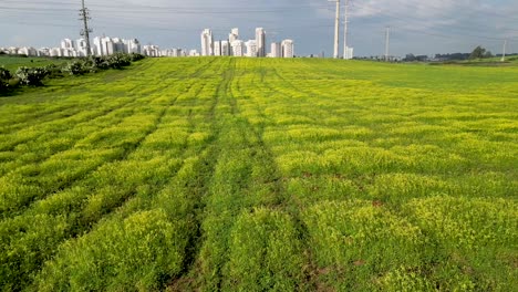 video de drones de 4k: los últimos restos de rechovot, antiguos huertos históricos de naranjas y vastos campos agrícolas abiertos en las afueras del este de la ciudad de rehovot, israel