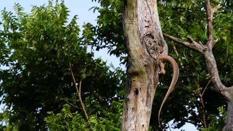 the clouded monitor lizard is found in thailand and other countries in asia