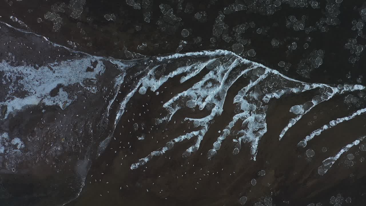 Drone aerial view of birds and ice floes in Neris river
