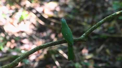 Der-Vogel-Kommt-An-Und-Setzt-Sich-Auf-Den-Ast,-Zeigt-Seinen-Rücken-Und-Fliegt-Dann-Davon,-Blaubärtiger-Bienenfresser-Nyctyornis-Athertoni,-Thailand