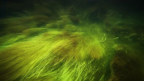 bright-colored green and yellow long-stemmed grass sways lightly in the murky water