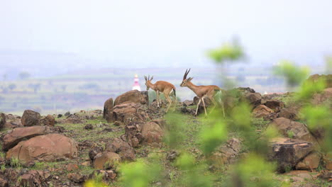 Chinkara-Gazellenpaar,-Das-In-Zeitlupe-Auf-Einer-Wiese-Mit-Steinen-Umwirbt