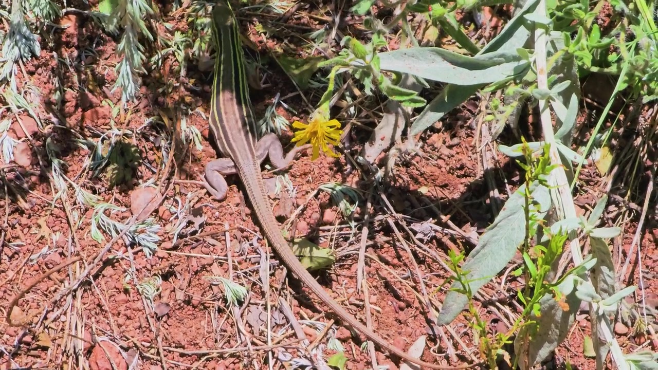Nærbillede af en stribet firben, der går gennem tør ørkenvegetation, rød jord, klipper og vilde planter, et krybdyr der bevæger sig i solrigt naturligt habitat, dyreliv stockvideo, tør jord.