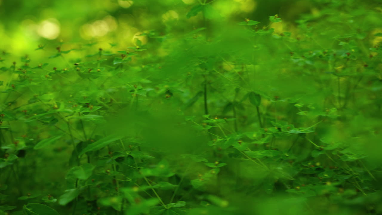 Close up shot with Gimbal of grass in the forest in Norway
