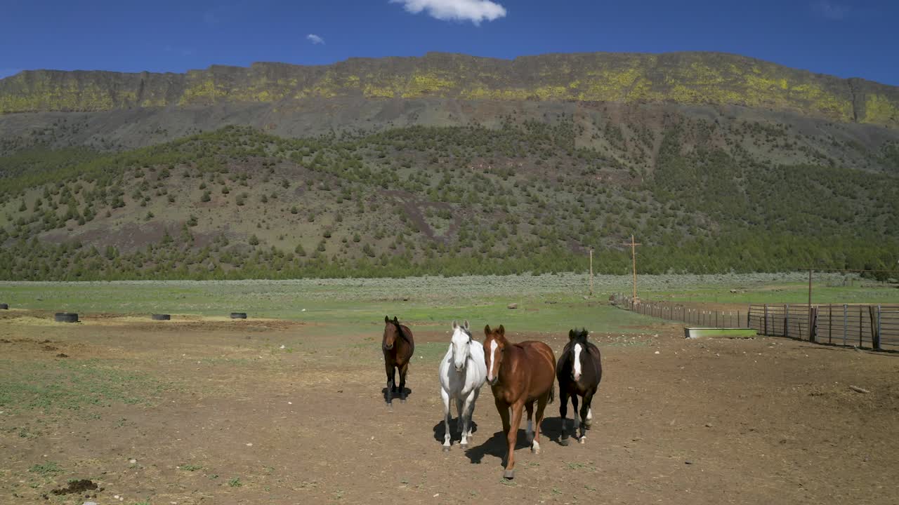 caballos en una granja rural en abert rim en oregón, estados unidos - amplio