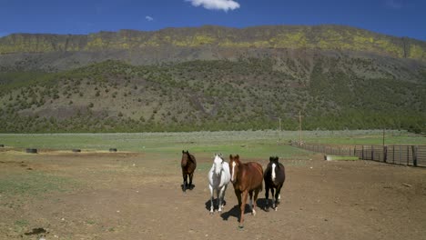 Pferde-Auf-Einem-Bauernhof-Auf-Dem-Land-In-Abert-Rim-In-Oregon,-Vereinigte-Staaten-–-Breit