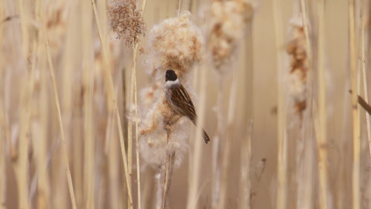 Migliarino di palude (Emberiza schoeniclus) appollaiato su una soffice spiga di tifa, che cerca cibo e strappa la lanugine mentre mangia, al rallentatore.
