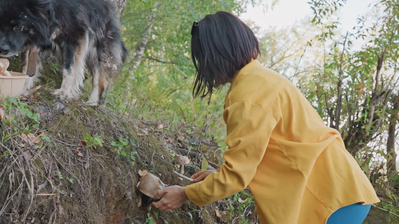 Woman offering bowl to dog on steep forest bank, camper in yellow jacket extends bowl while cautious dog sniffs, mossy roots and fallen leaves frame scene, gentle moment between camper and pet, autumn