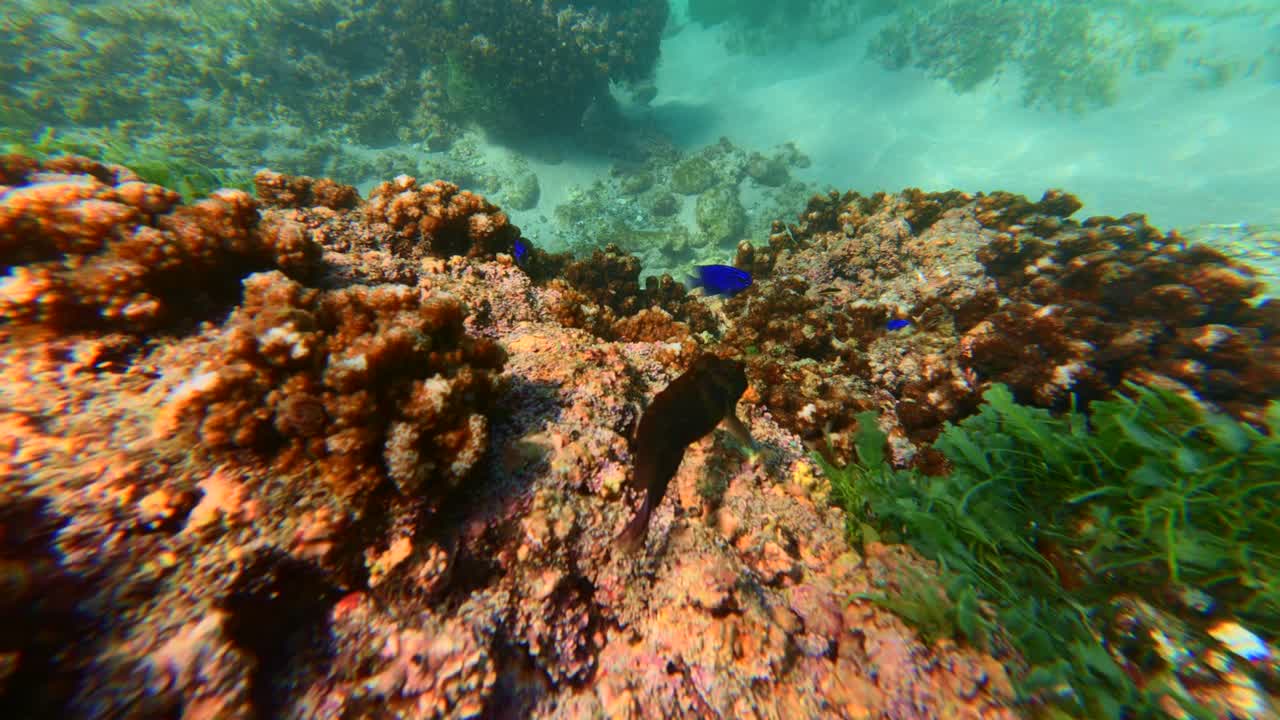 Blå jomfrufisk og en brun leppefisk svømmer blant fargerike koraller og grønne alger nær La Morita-stranden, Tenacatita, Mexico