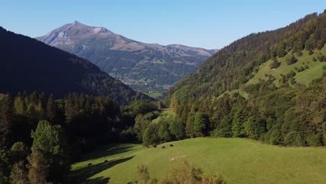 Flug-über-Kühe-In-Richtung-Eines-Tals-In-Den-Alpen