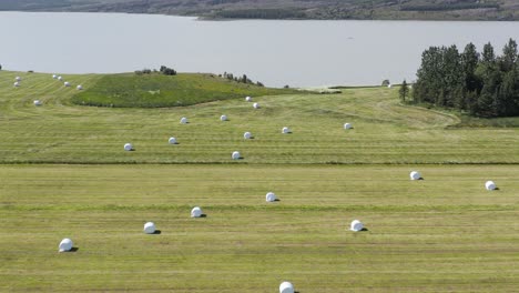 white round hay bales drying in grass meadow rural iceland, lagarfljót lake in background, aerial