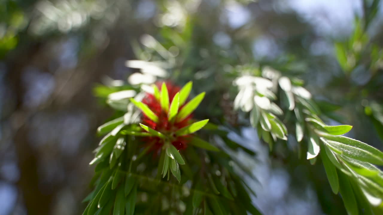 카메라가 나무  ⁇ 에서 천천히 움직입니다.