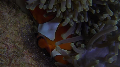 dos peces payaso avivando sus huevos para suministrarles oxígeno en un arrecife de coral tropical