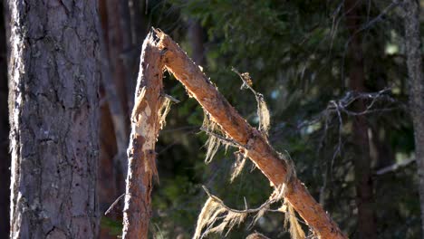 Hintergrundbeleuchteter-Gebrochener-Ast-Im-Schwedischen-Wald