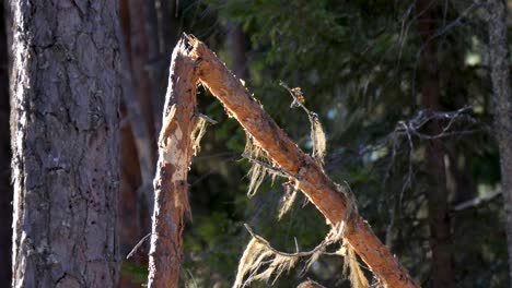 rama rota retroiluminada en el bosque sueco