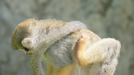 close-up of cute squirrel monkey rubbing itchy body fur and scratches ear sitted - close-up