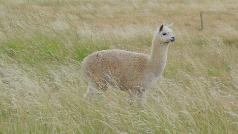 Flauschiges-Alpaka,-Das-Auf-Den-Feldern-Steht,-In-Die-Kamera-Starrt-Und-Dann-Wegschaut