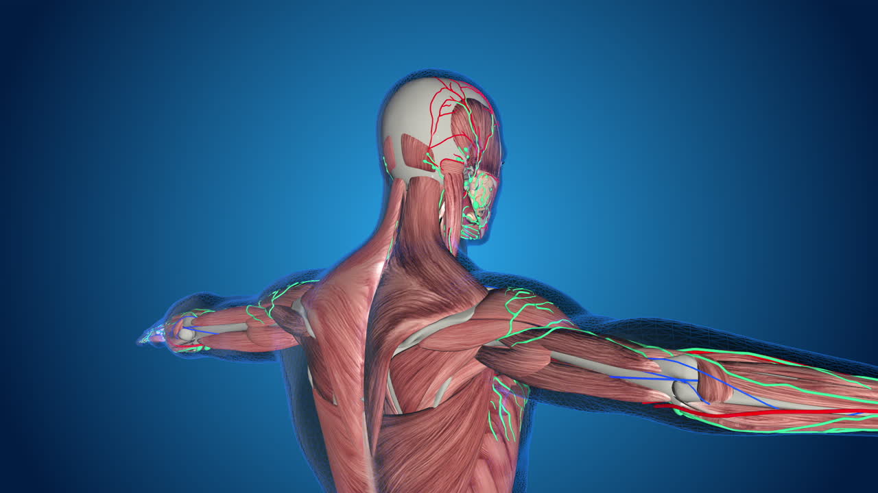 Human Anatomy 3D Model