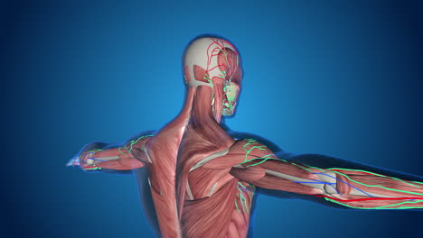 Human Anatomy 3D Model