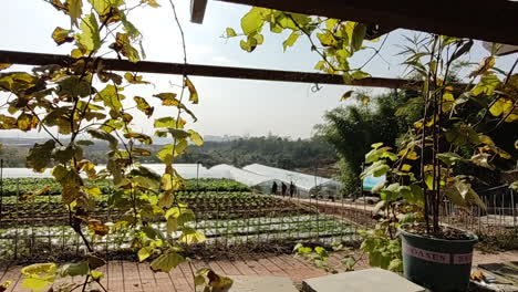 Los-Agricultores-Están-Revisando-Los-Campos-De-Cobertizo-De-Verduras