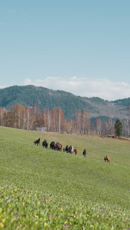 large horses herd with small colts grazes on wild vast field against autumn wood and mountains slow motion. equine animals at picturesque pastureland