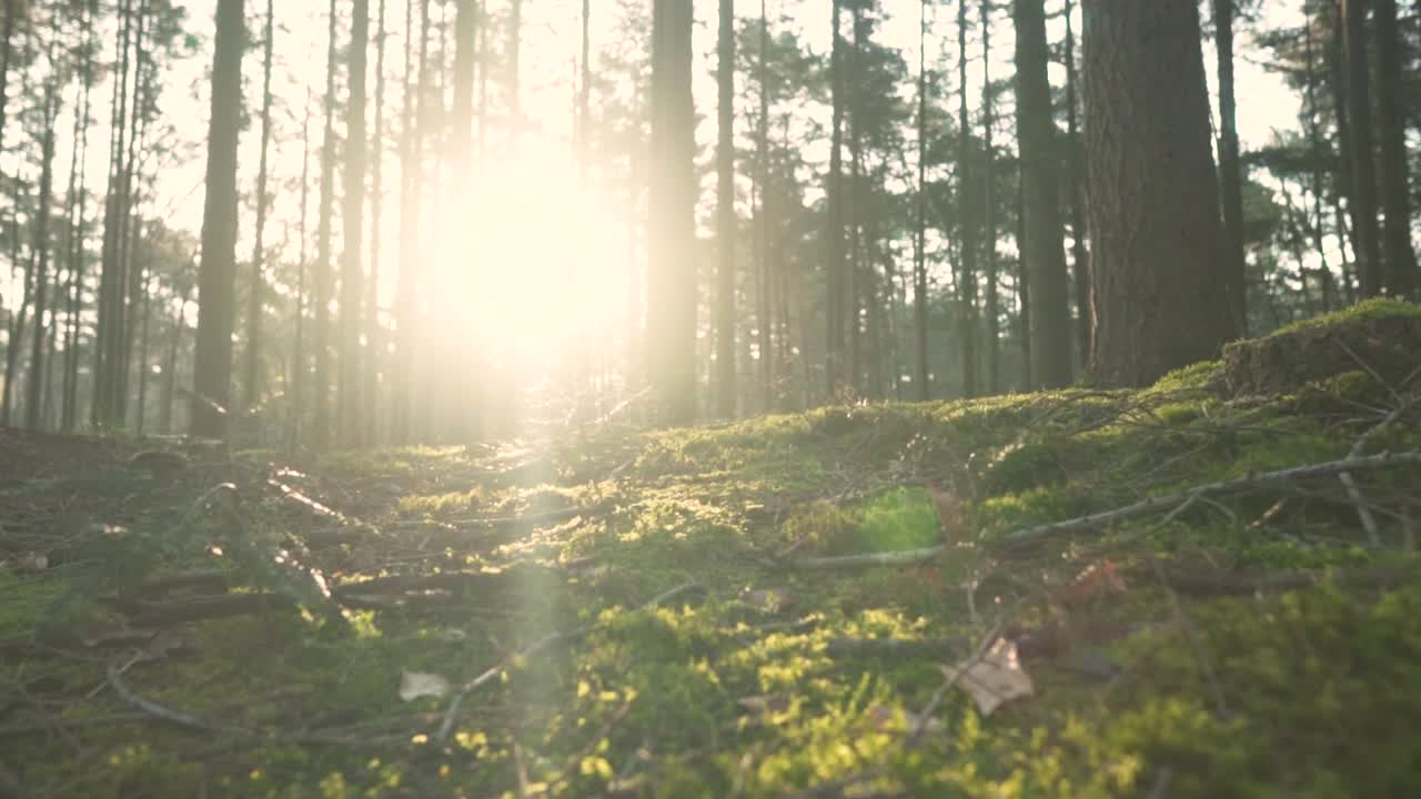солнечный свет проходит через лесные деревья.