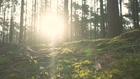 sunlight filtering through forest trees